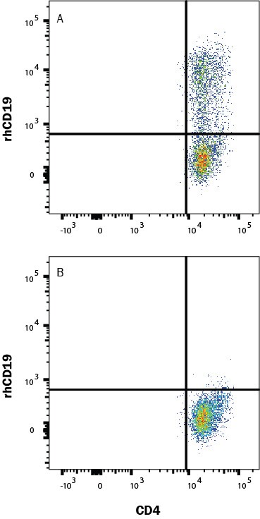 Human PBMC CD4+ and CD8+ T cells were either (A) transduced or (B) not transduced (negative control) with a Human CD19 CAR and then cultured for 11 days. Cells were washed twice with 2 mL 1x PBS then stained with a viability dye for 15-30 min at room temp in the dark. Human block was added during the viability stain to block Fc receptors. Cells were washed twice with Flow Cytometry Staining Buffer then stained with Human CD4 PE-Cy7-conjugated Antibody and rhCD19 Atto 647N-conjugated protein for 25 min at room temp in the dark. Staining was performed using our staining membrane proteins protocol.